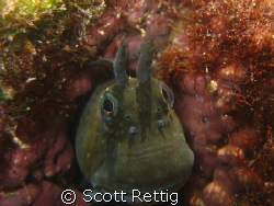 cropped version.....Hanauma Bay, Oahu

Thhhhat's all fo... by Scott Rettig 